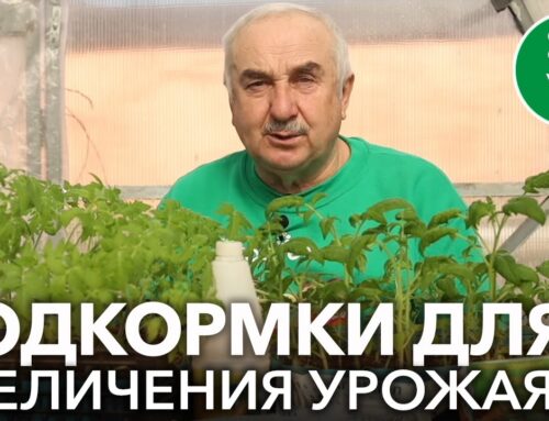 Как правильно подкормить рассаду помидор после пикировки в домашних условиях