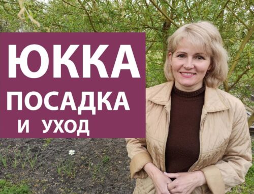 Как правильно подкормить юкку комнатную