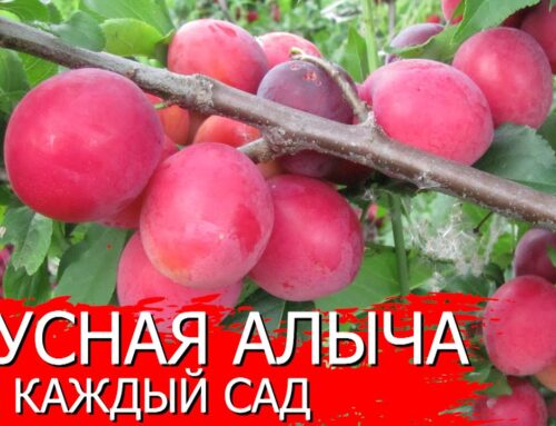 Что такое алыча?