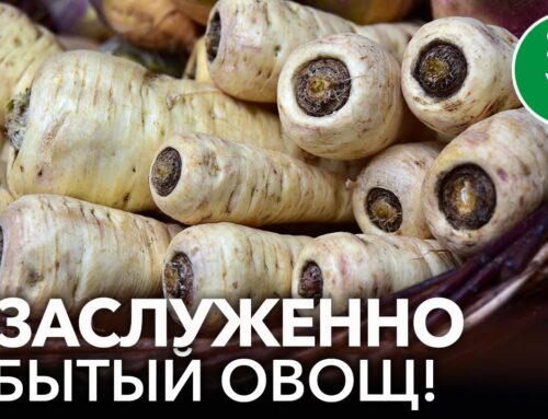 Что за растение пастернак?