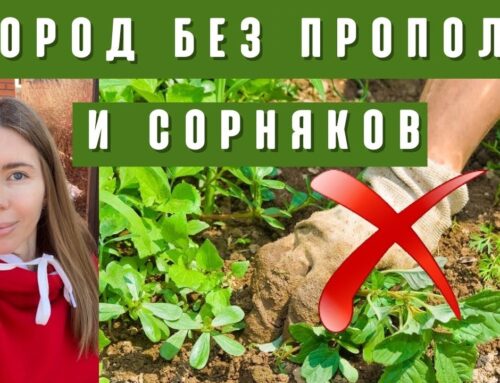 Простые способы избавиться от сорняков и травы на долгое время