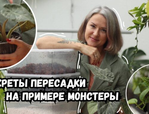 Как правильно посадить монстеру в горшок в домашних условиях