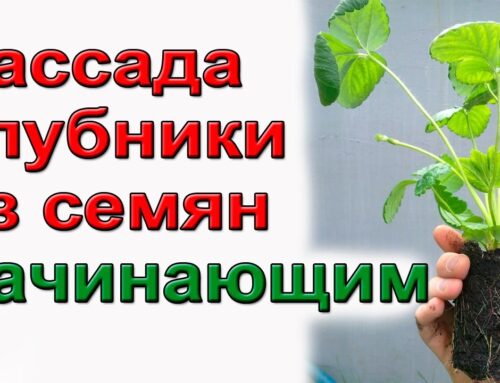 Как вырастить клубнику из семян – советы и рекомендации