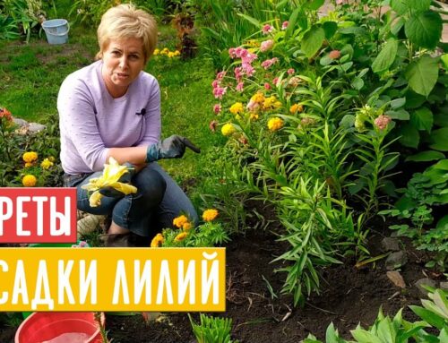 Секреты посадки лилий – как правильно вырастить эти прекрасные цветы