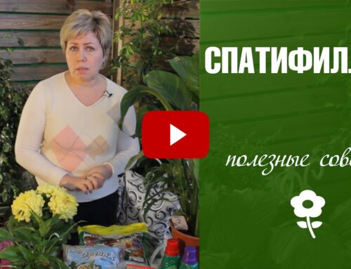 Уход за специфилиумом в горшке – советы для домашних условий